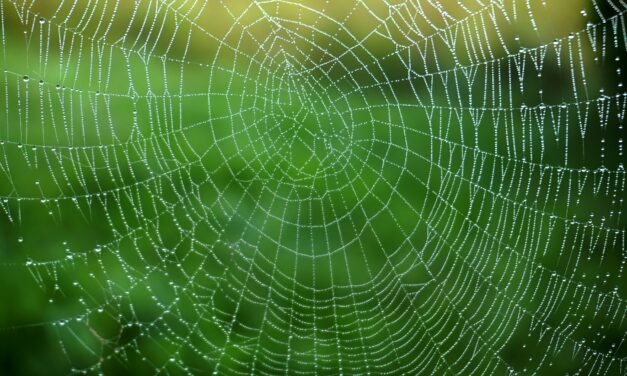 Hochleistungsmaterial – Spinnfäden