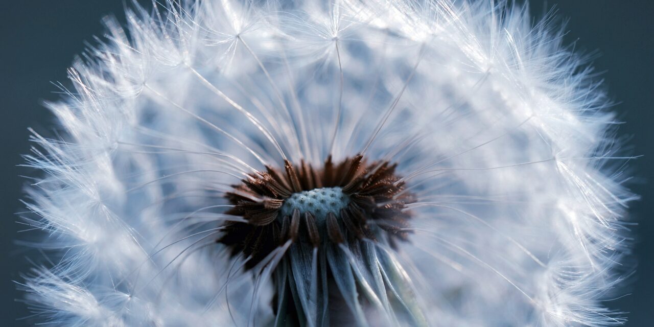 Öko-Reifen – Kautschuk aus der Pusteblume