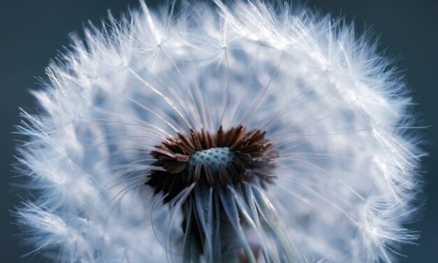 Öko-Reifen – Kautschuk aus der Pusteblume