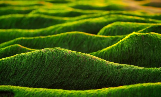 Bioökonomie – Mode aus Algen