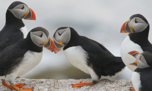 Projekt Puffin (Papageientaucher)