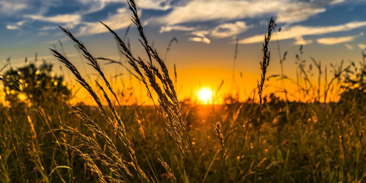 Neue Wurzeln für die Landwirtschaft