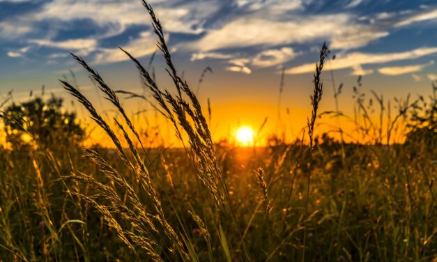 Neue Wurzeln für die Landwirtschaft